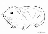 Guinea Pig Coloring Pages Cute Printable Kids Adults Color Print sketch template