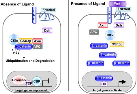 canonical wnt signaling pathway wntfig leaders  pharmaceutical