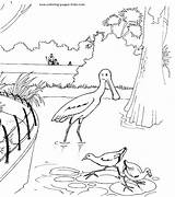 Coloring Pages Zoo Animal Color Kids Animals Printable Sheets Birds Print Found sketch template