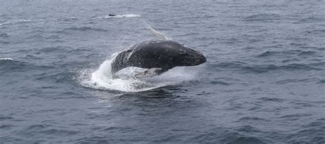 walvis cape watching tjoolaard