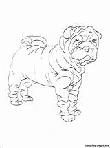 Shar Pei Coloring 750px 48kb sketch template
