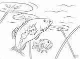 Largemouth Robalos Fische Ausmalbild Robalo sketch template