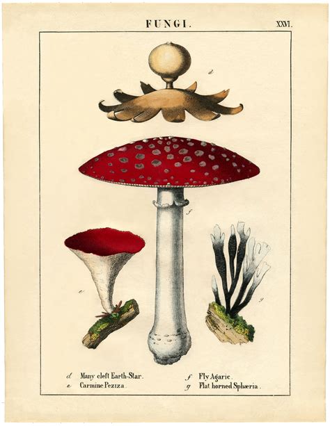 gorgeous botanical mushroom printable  graphics fairy