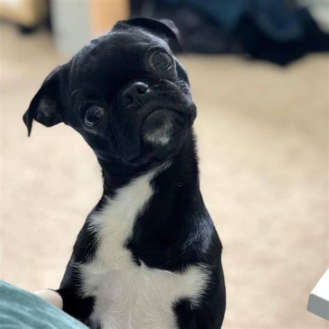 bugg  boston terrier pug mix animalso