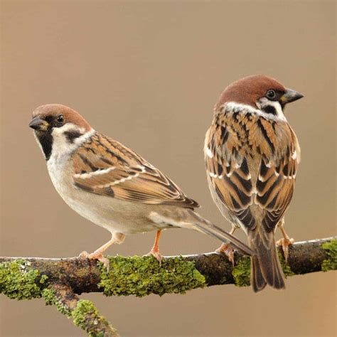 tree sparrow gardenbird