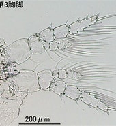 Afbeeldingsresultaten voor "centropages Elongatus". Grootte: 170 x 185. Bron: plankton.image.coocan.jp