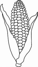 Corn Outline Cob Coloring Color Pages Drawing sketch template