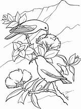 Honeycreeper Designlooter Swan Iiwi Bird 480px sketch template