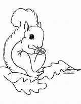 Squirrel Coloring Pages Preschool Printable Squirrels Clipart Kids Fall Cliparts Leaves Color Print Template Animal Library Clip Getcolorings Popular Coloringhome sketch template