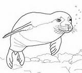 Foca Seehund Robben Monge Ausmalen Monk Hawaiian sketch template