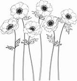 Anemone Drawing Flower Flowers Sketch Backgrounds Line Illustrations Vector Clip Lineart Stock sketch template