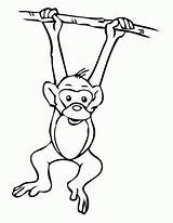 Monkey Hanging Tree Coloring Template Clipart Pages Easy Drawing Outline Cartoon Cliparts Printable Realistic Jungle Monkeys Clip Print Safari Cute sketch template