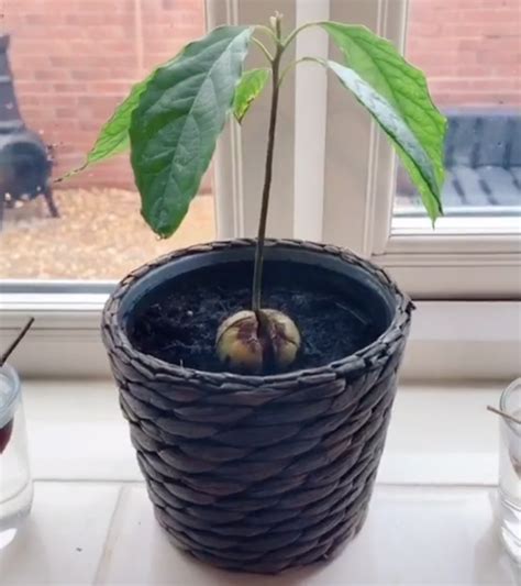 Someone On Tiktok Has Shown How To Grow An Avocado Plant At Home
