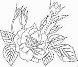 Rosas sketch template