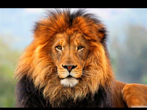 tiger  lion animal fight club wiki