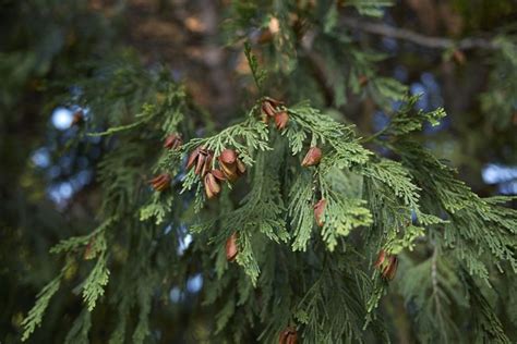 difference  native  true cedars