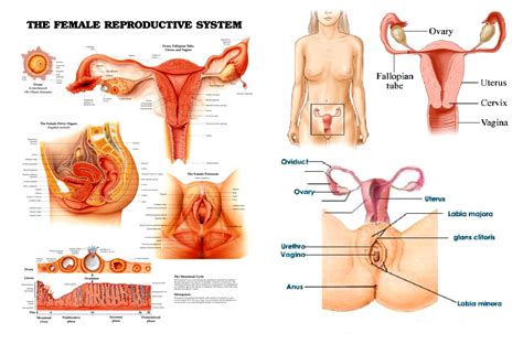 Anatomy Of The Female Reproductive System Ourdiagnosis