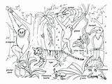 Rainforest Coloring Animals Jungle Pages Drawing Kids Habitat Forest Tropical Plants Animal Leaves Safari Trees Drawings Baby Scene Printable Getcolorings sketch template
