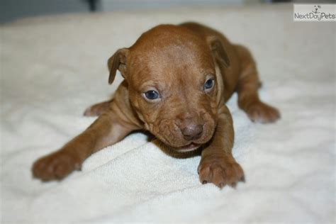 American Pit Bull Terrier Female A For Sale Brown Female