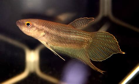 Blog Guru Jaringan Kimia 55 Jenis Ikan Cupang Lengkap Beserta Gambar