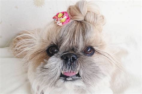 people are going nuts over this tiny shih tzu who nails a new hairstyle