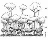 Canopy Ecosystem Sketch Tropical sketch template