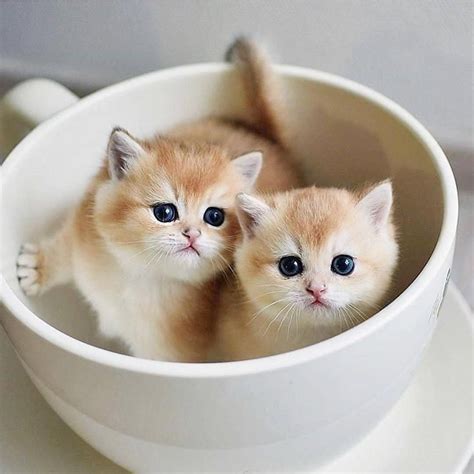 teacup kitties kittens cutest cute cats  cute baby cats