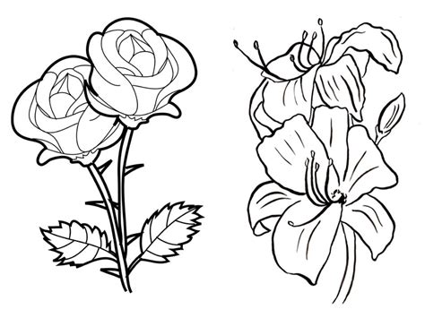 elegant images flower coloring pages  beautiful flower
