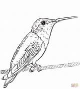 Coloring Hummingbird Ruby Throated Pages Printable Hummingbirds Drawing Categories sketch template
