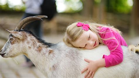 farm goats  pets