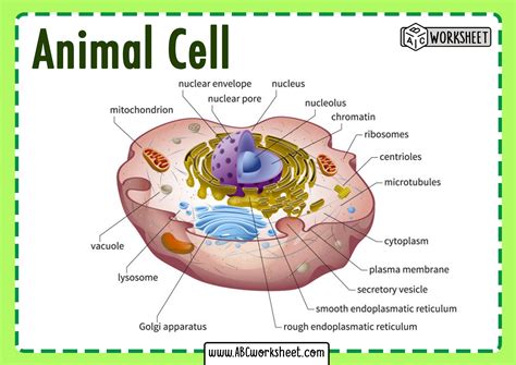 animal cell picture  parts
