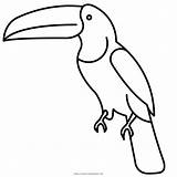 Toucan Tucan Ultracoloringpages Prints Clipartkey sketch template