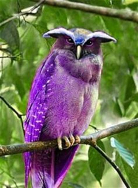 birds  pinterest purple bird starling  parrots
