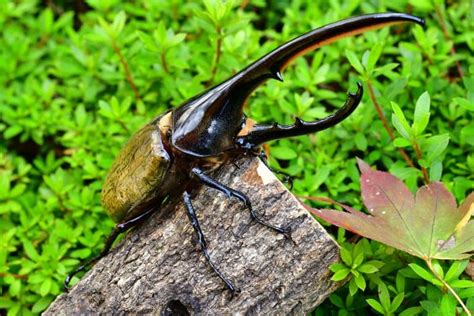 hercules beetle facts fact animal