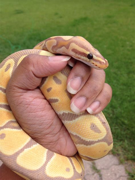 banana ball python cute snake pet snake cute reptiles