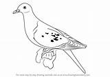 Pigeon Passenger Draw Drawing Step Birds Learn Getdrawings Gloss Lip Tutorials sketch template