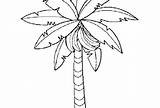 Banana Tree Coloring Pages Outline Bunch Drawing Clipart Netart Getdrawings Drawings Paintingvalley sketch template