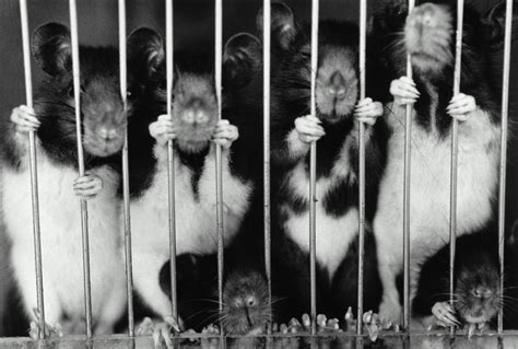 peta nfl funds cruel animal testing huffpost