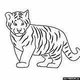 Tiger Baby Coloring Animals Jungle Pages Color Tigers Kids Online Babies Face Thecolor sketch template