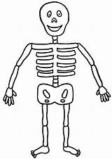 Skeleton Kids Coloring Human Pages Printable Clipart Friendly Drawing Bones Outline Minecraft Clip Print Bone Cliparts Color Easy Simple Tasmanian sketch template