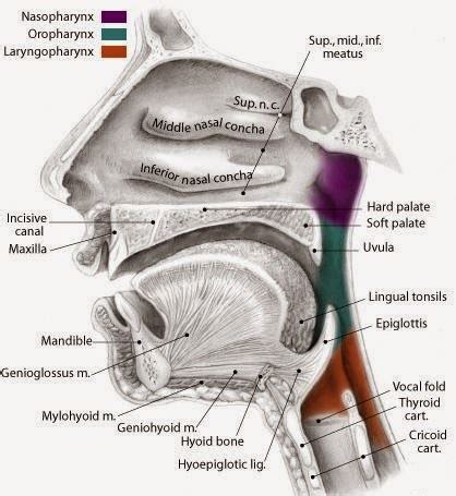 anatomi  fisiologi mulut faring  laring artikel kesehatan