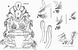 Afbeeldingsresultaten voor "spio Goniocephala". Grootte: 155 x 101. Bron: www.researchgate.net