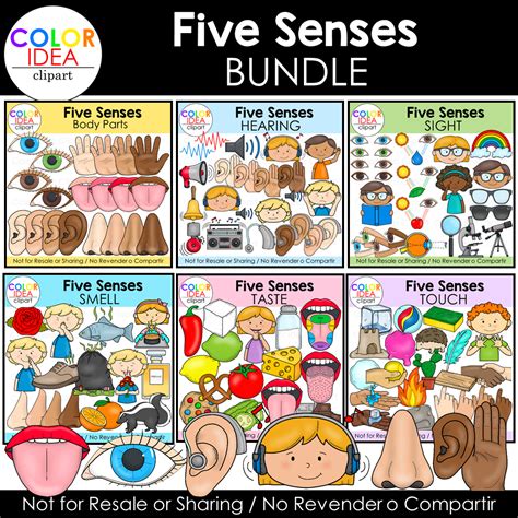 senses bundle   teachers