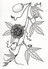 Vine Incarnata Passiflora Maypop Passifloraceae sketch template