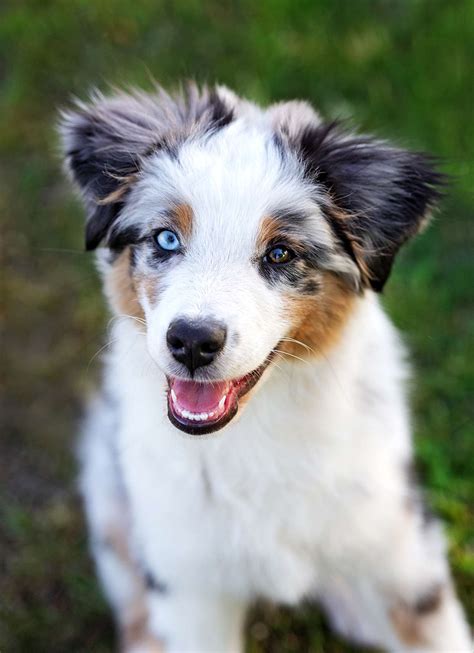 miniature american shepherd dog breed information  characteristics daily paws