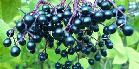 5 amazing health benefits of elderberries with elderberry