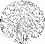 Peacock Coloring Pages Printable Print Kids Embroidery Color Patterns Peacocks Designs Getcolorings Vintage Bestcoloringpagesforkids Hand Pdf Transfers Choose Board sketch template