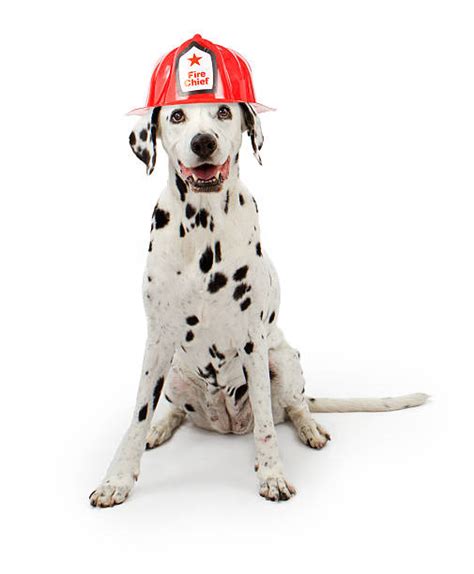 fire station fire department dog dalmatian stock  pictures