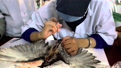 praktikum bedah anatomi aves burung merpati youtube