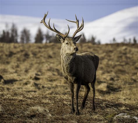 great britain red stag